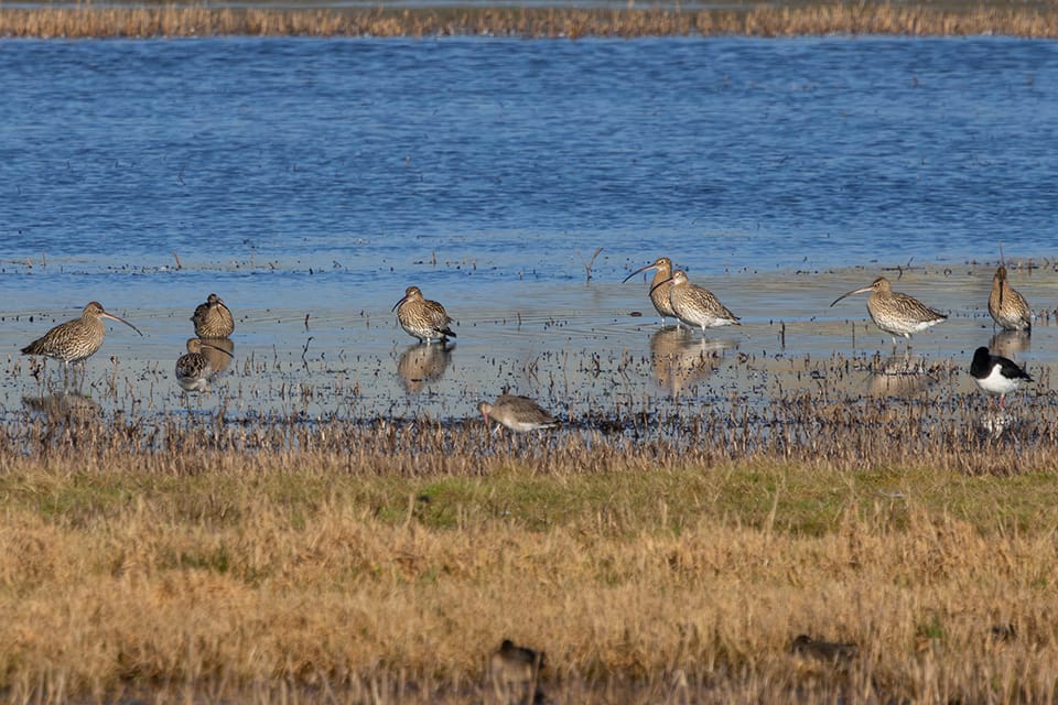 Wulp_feb_7_2026_LandvG_2W1A8191_960pix.jpg