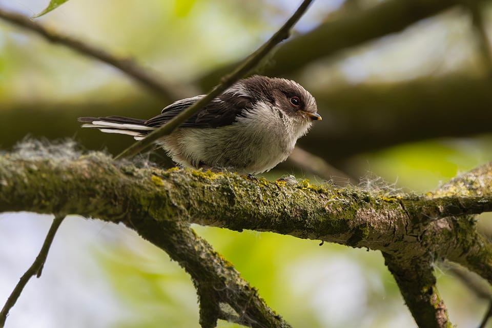 Staartmees_mei_11_2026_WeidD_2W1A6547_960pix.jpg