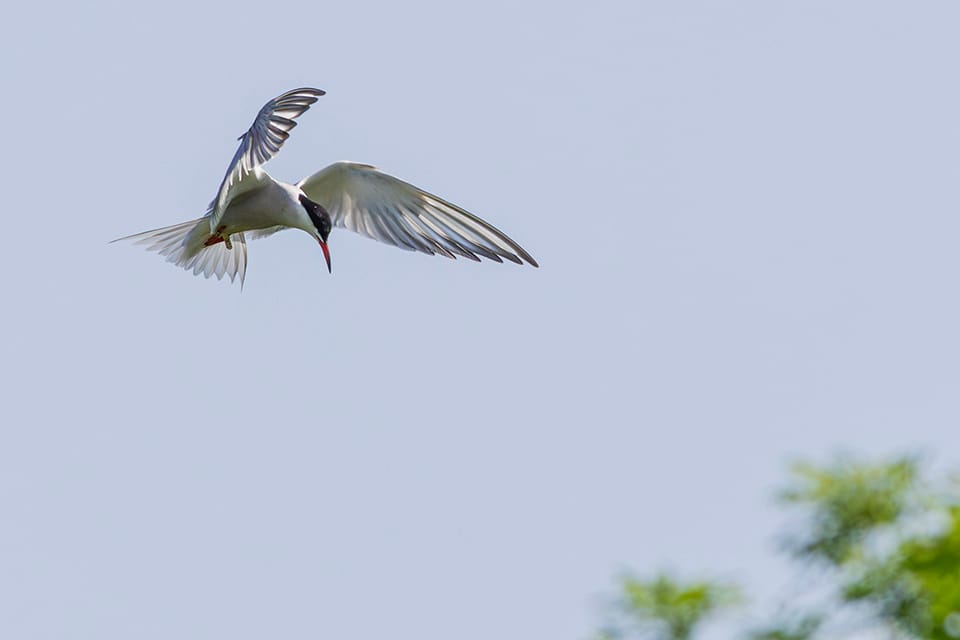 Visdief_mei_23_2026_WeidD_2W1A2424_960pix.jpg