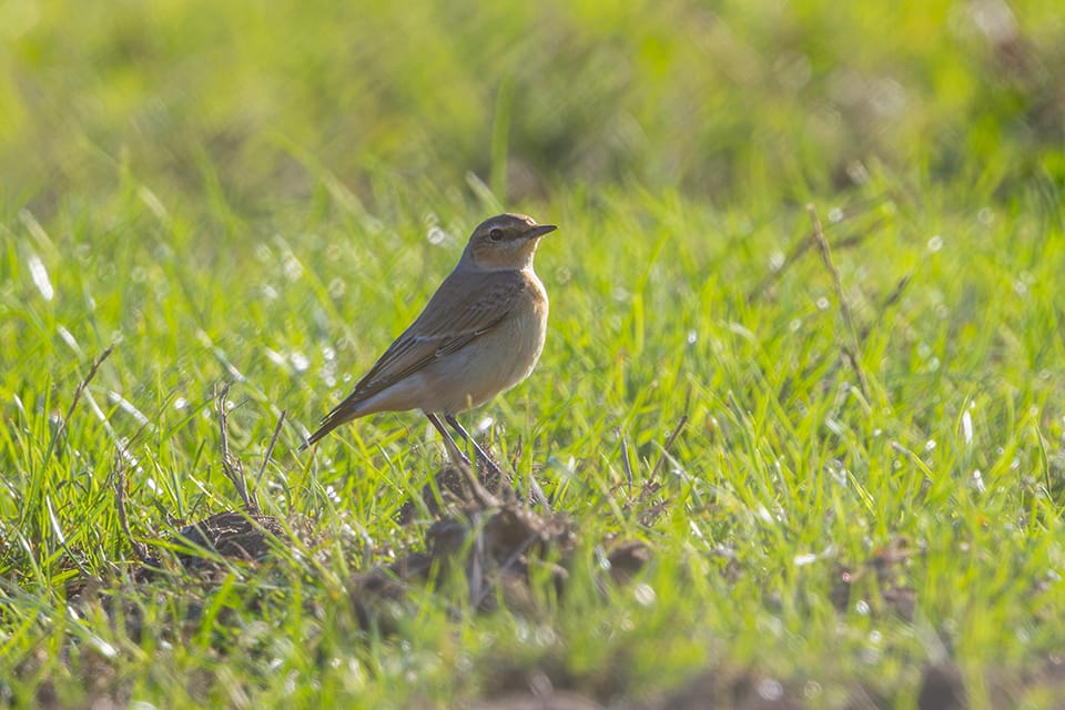 Tapuit_aug_25_2026_Amstelaar_2W1A1825_960pix.jpg